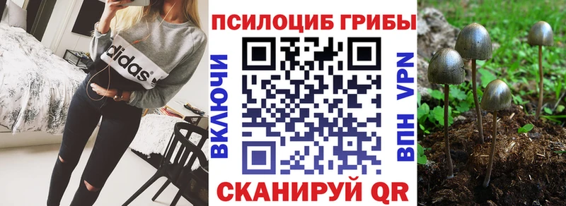 Купить  Нюрба  Галлюциногенные грибы Cubensis 